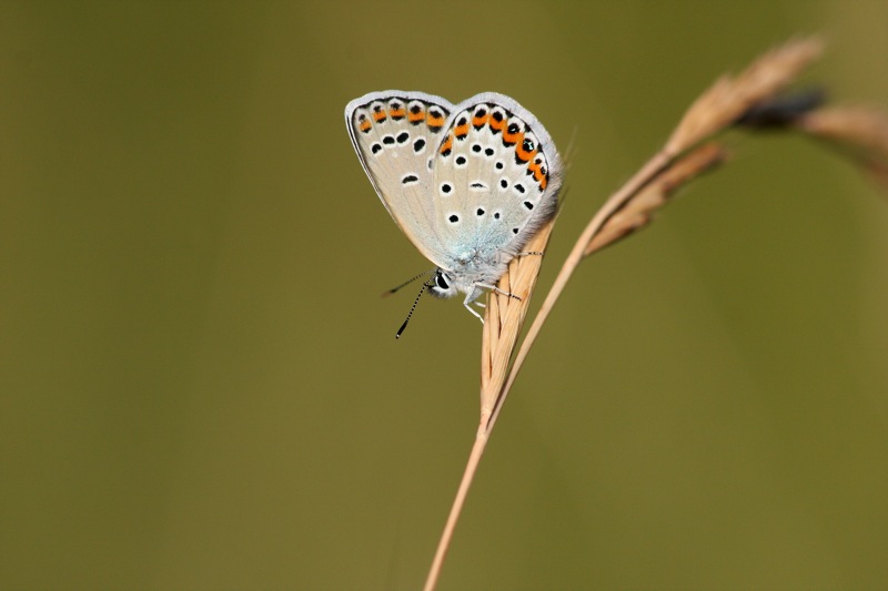 Plebejus argyrognomon